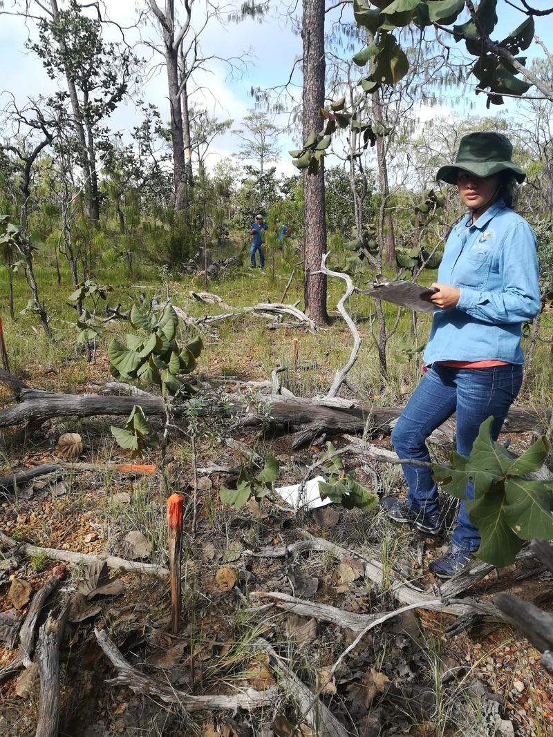 Imagen representativa de Diseño e implementación de inventarios forestales - SACIFOR